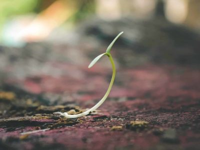 plant growing